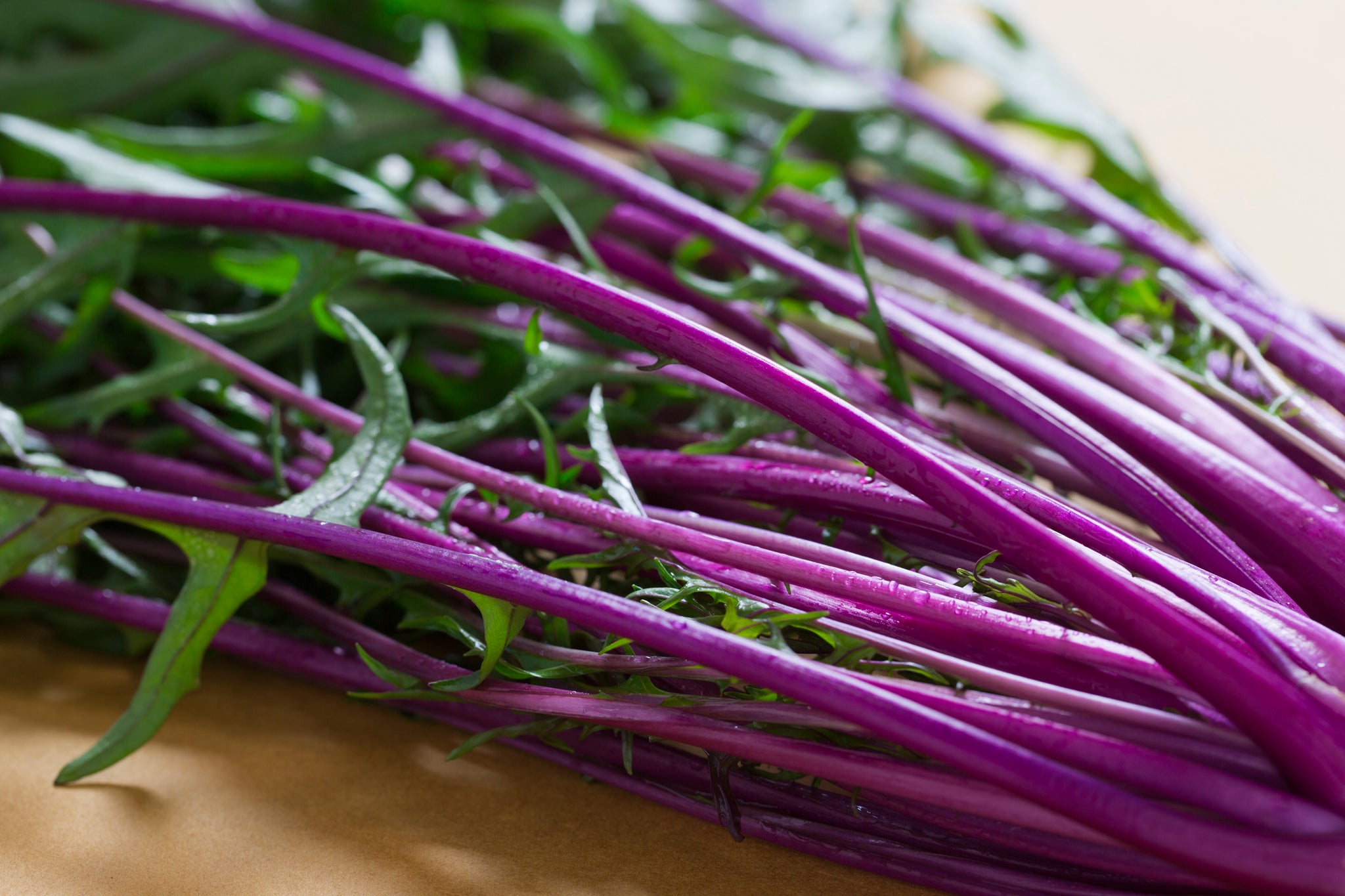 赤紫の水菜の育て方