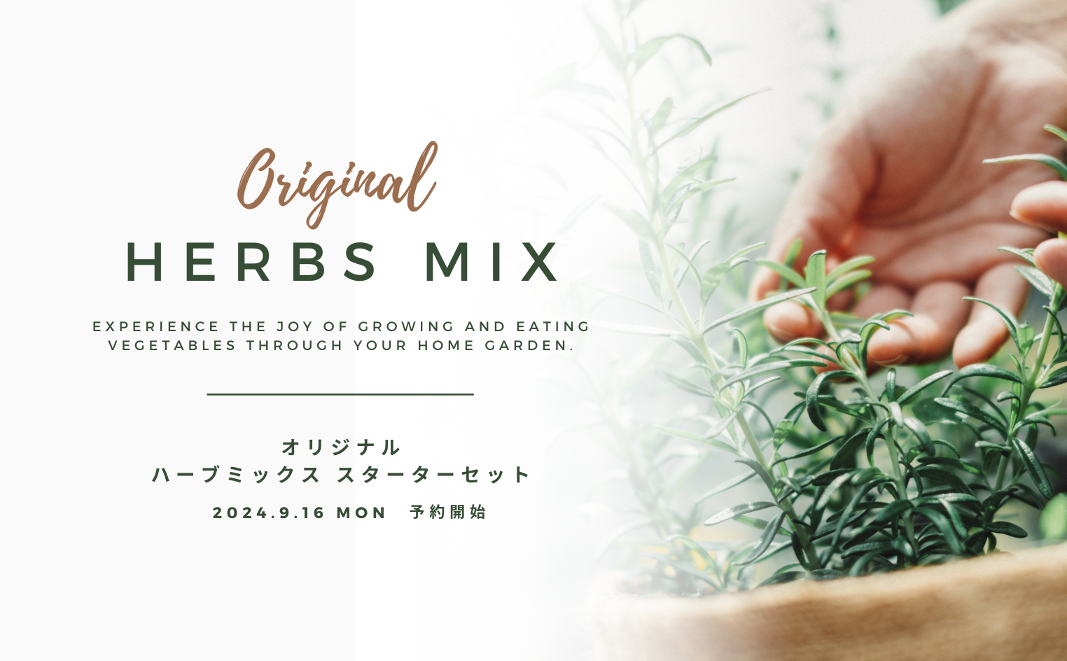ハーブミックス、イタリアンパセリの栽培キット予約開始｜UETE公式通販