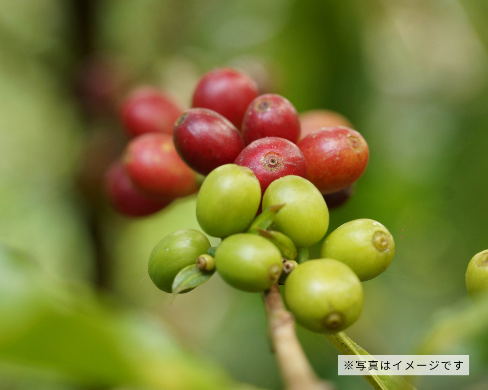 コーヒーの木の育て方｜自家焙煎にチャレンジ！室内管理のコツも – UETE