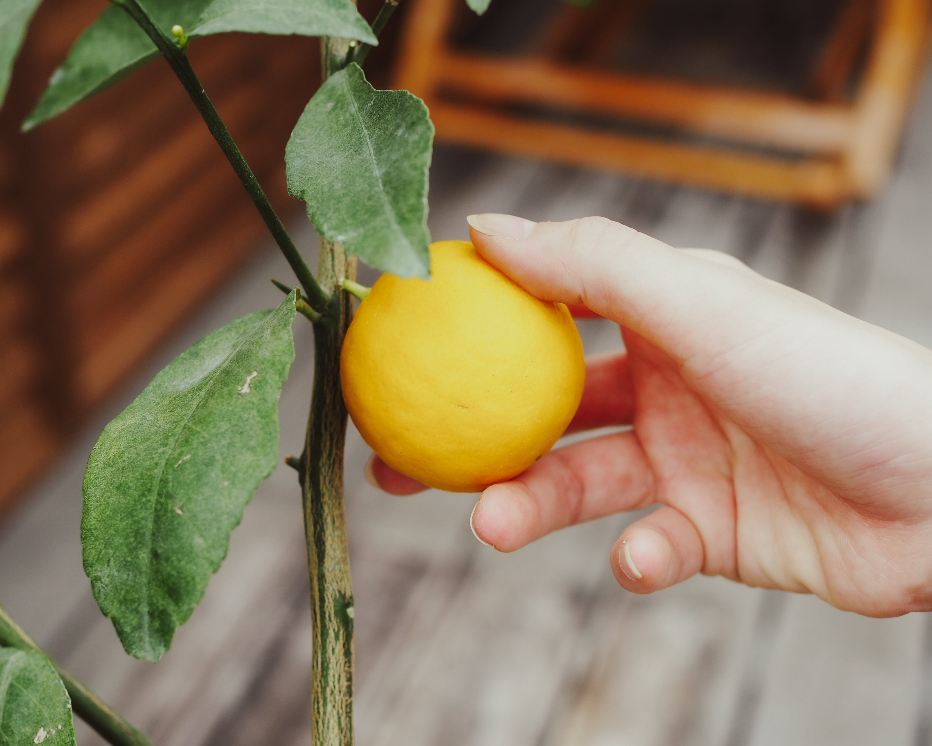 レモンの木の育て方を7つのステップで｜鉢植えなら初心者向け – UETE