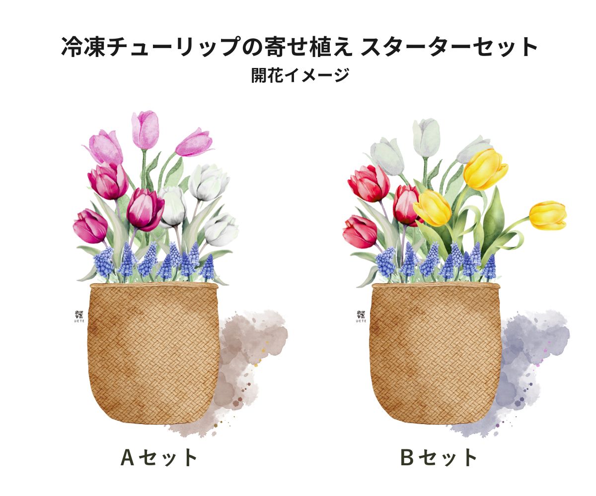 エンドウ　チューリップ大＆中セット 冷凍チューリップの寄せ植え スターターセット｜UETE（ウエテ）公式