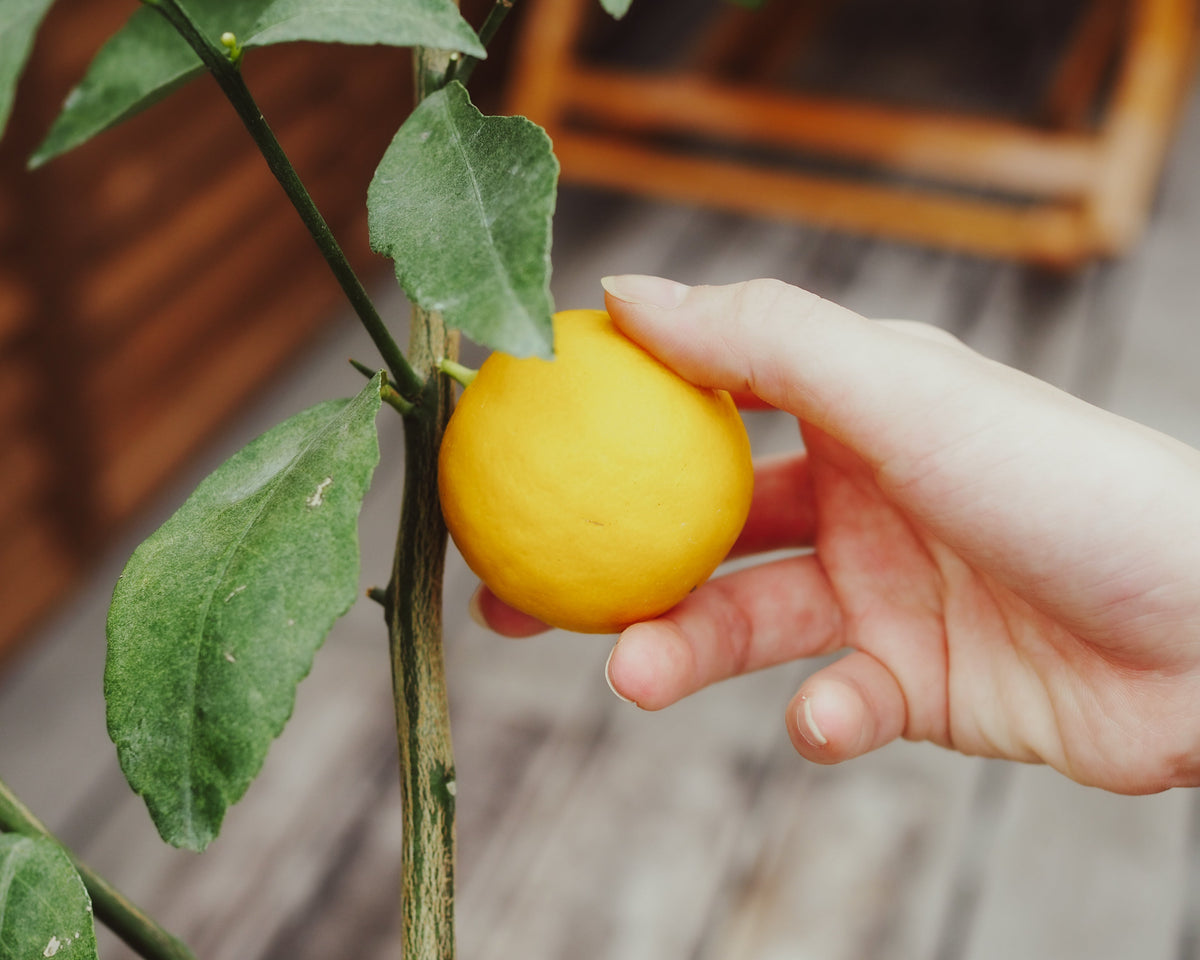 レモン栽培キット｜UETE（ウエテ）公式通販｜初心者向け家庭菜園