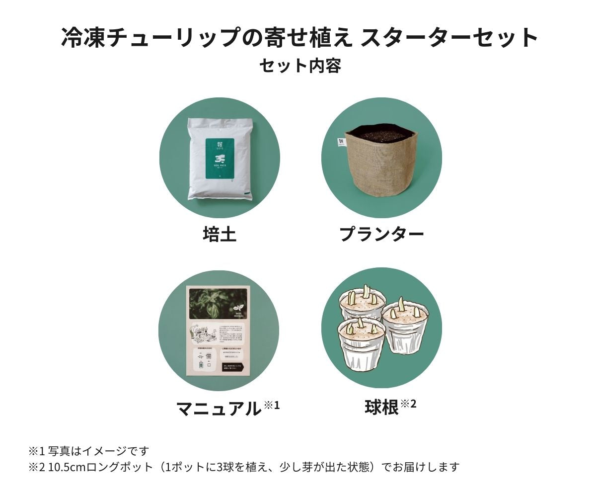 冷凍チューリップの寄せ植え スターターセット｜UETE（ウエテ）公式
