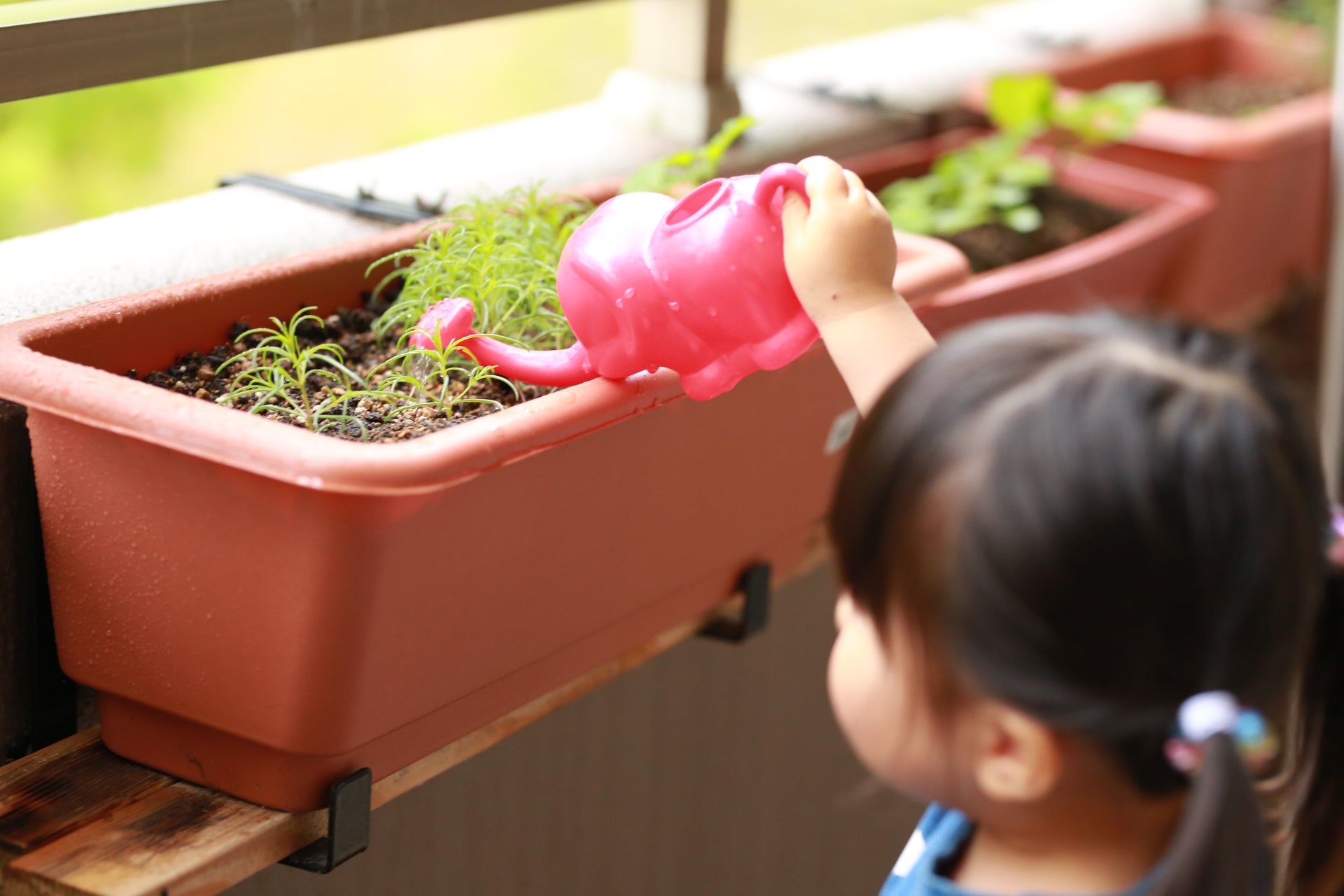 子どもとはじめる家庭菜園は食育に最適！夏休みにおすすめの野菜5選