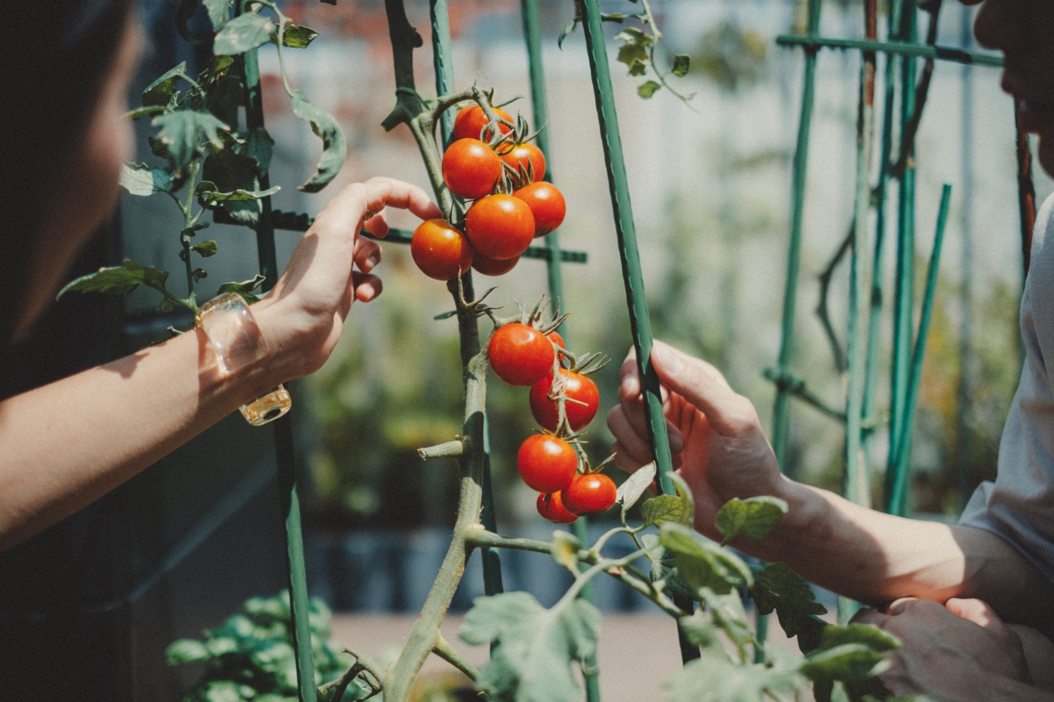 2月のおすすめ｜家庭菜園人気No.1のミニトマトをプランターで育てよう