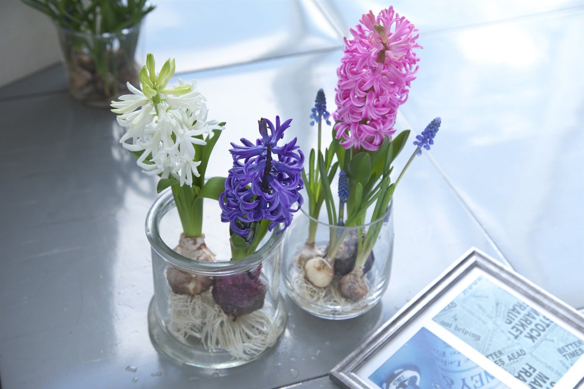 はじめての球根の水耕栽培｜おすすめの花や育て方を解説