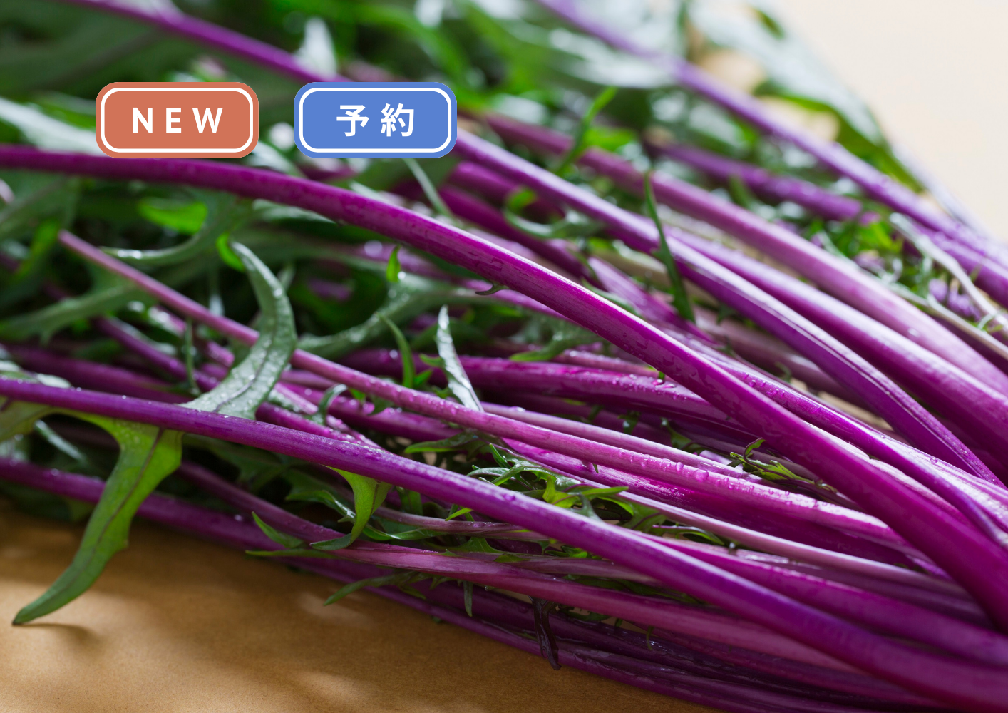 赤紫の水菜 スターターセット