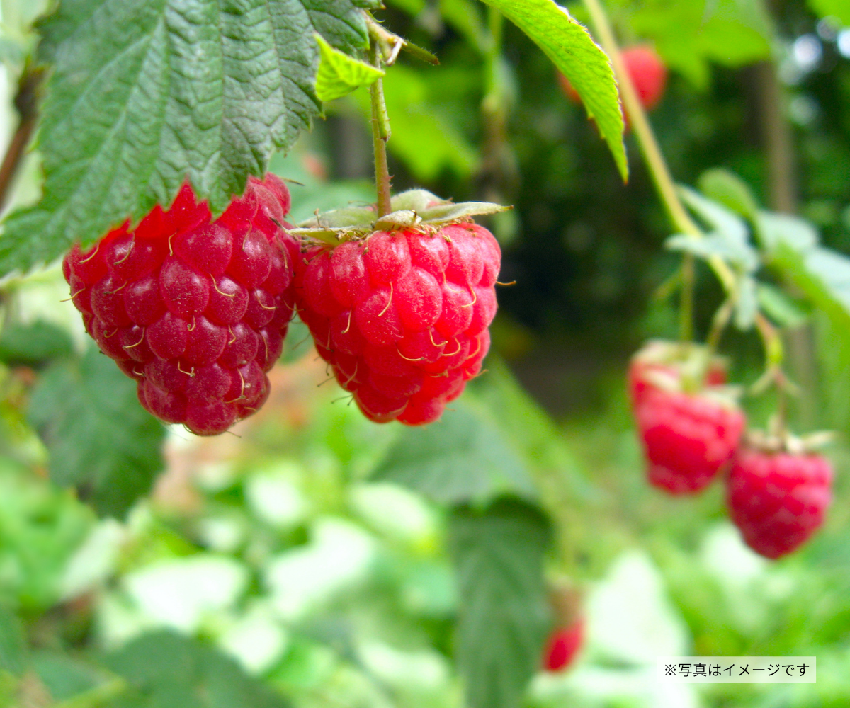 限定1鉢】【25年苗】ラズベリー 苗 カスケードデライト 当たり個体