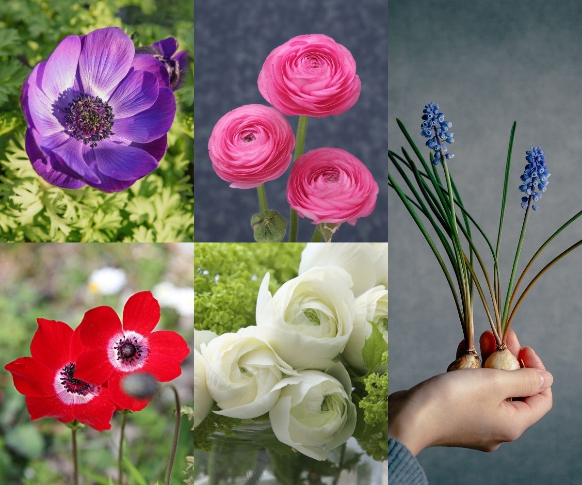 3種の球根 寄せ植え スターターセット｜UETE（ウエテ）公式通販