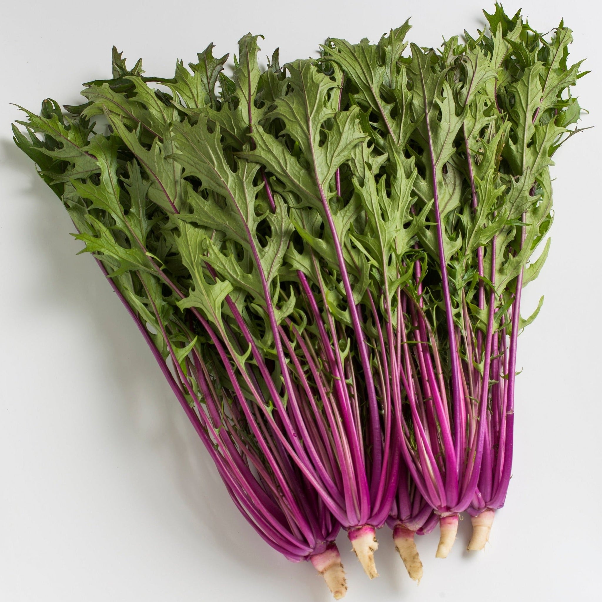 赤紫の水菜 スターターセット - UETE